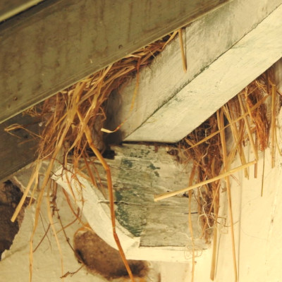 sparrow-nesting